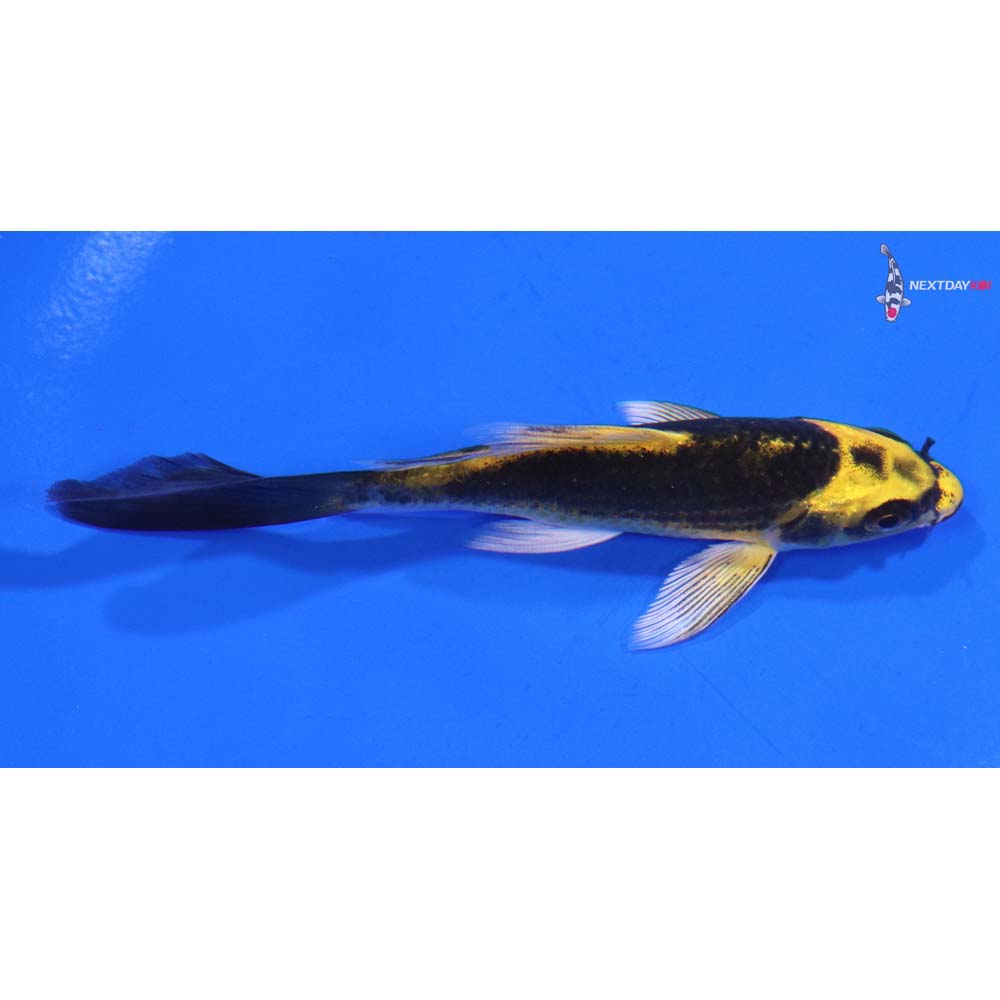 4” Imported Ki Matsuba Butterfly Koi