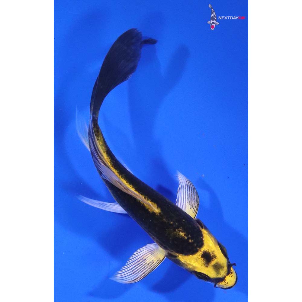 4” Imported Ki Matsuba Butterfly Koi