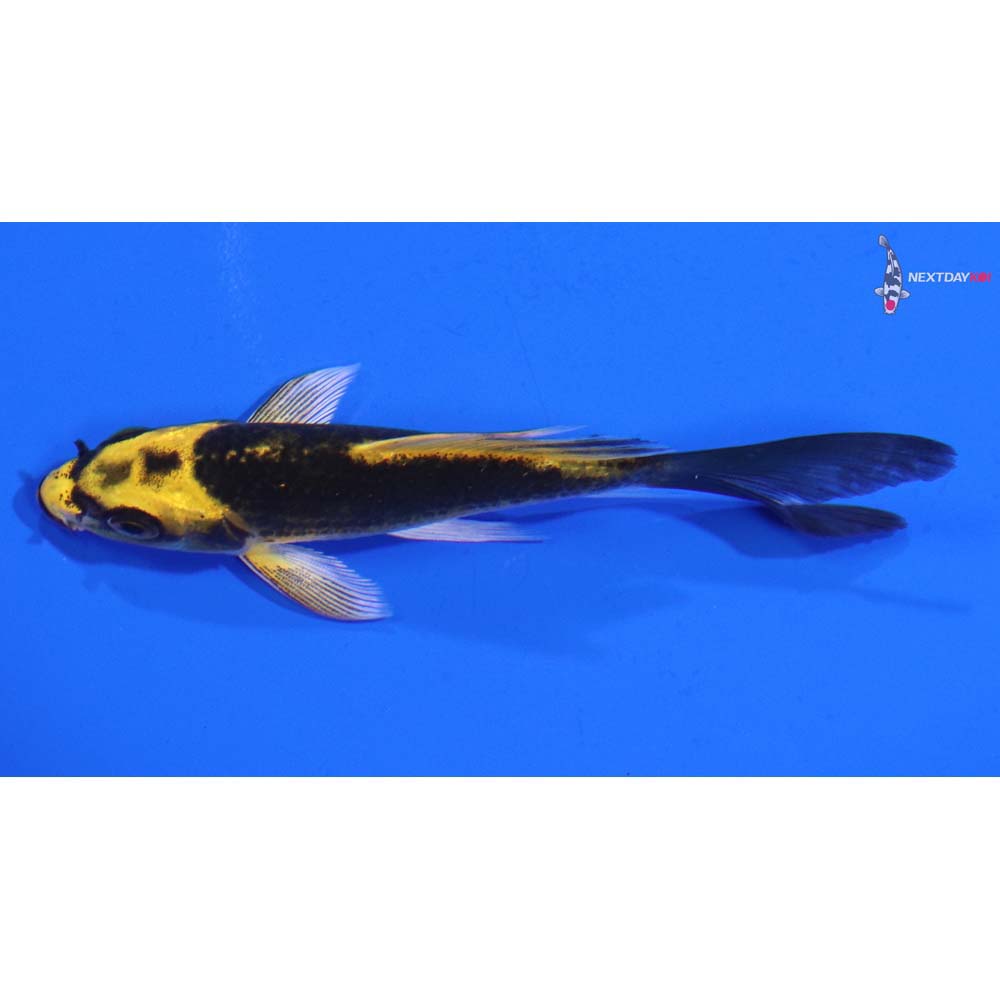 4” Imported Ki Matsuba Butterfly Koi