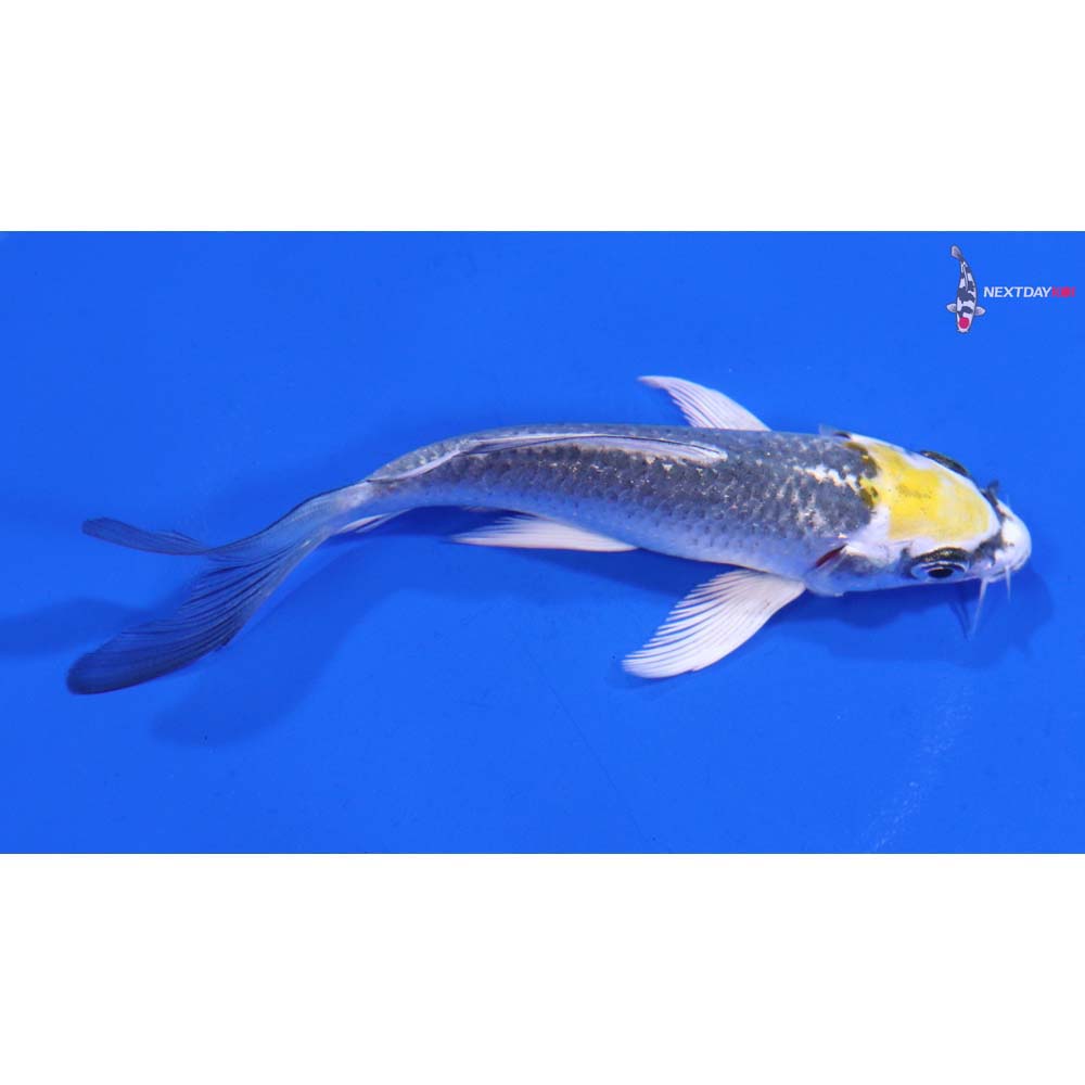 4” Imported Kujaku Butterfly Koi