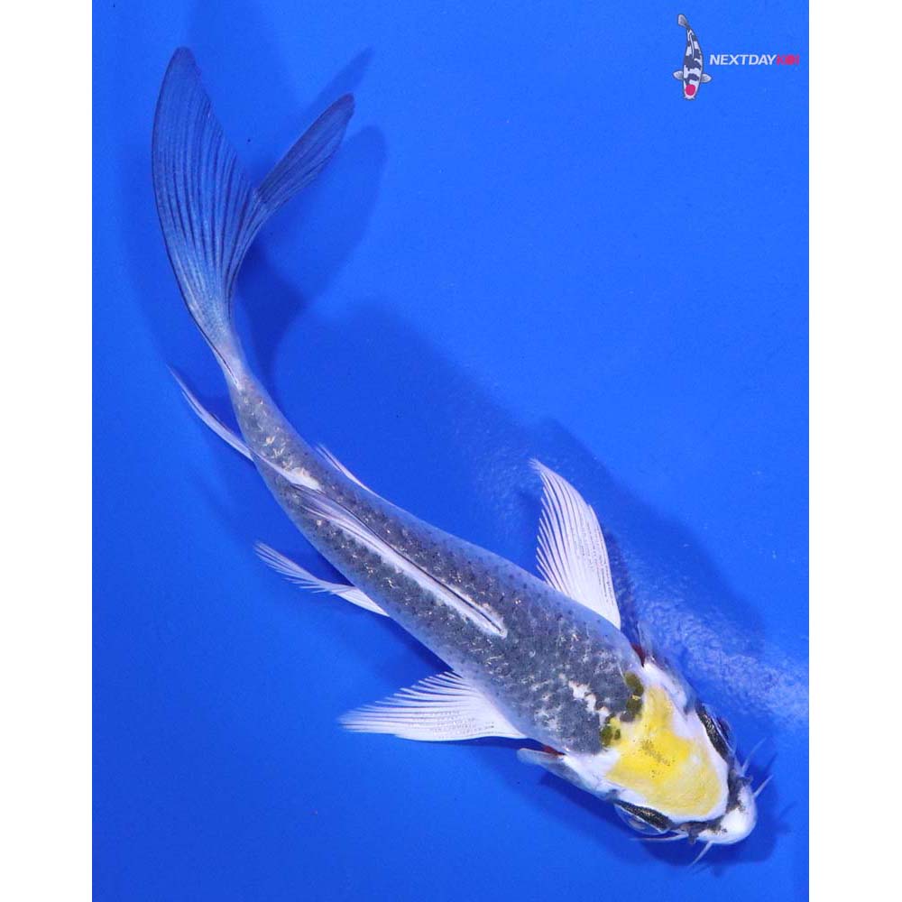 4” Imported Kujaku Butterfly Koi