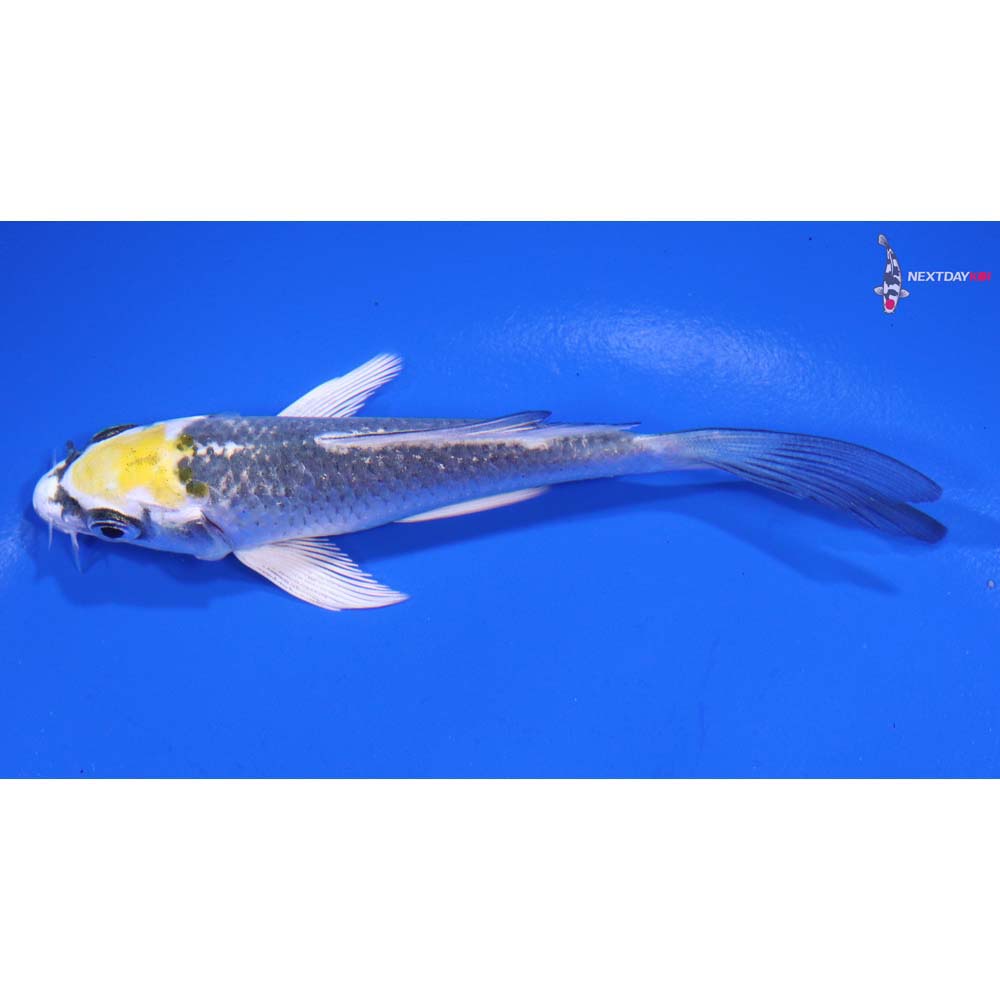 4” Imported Kujaku Butterfly Koi