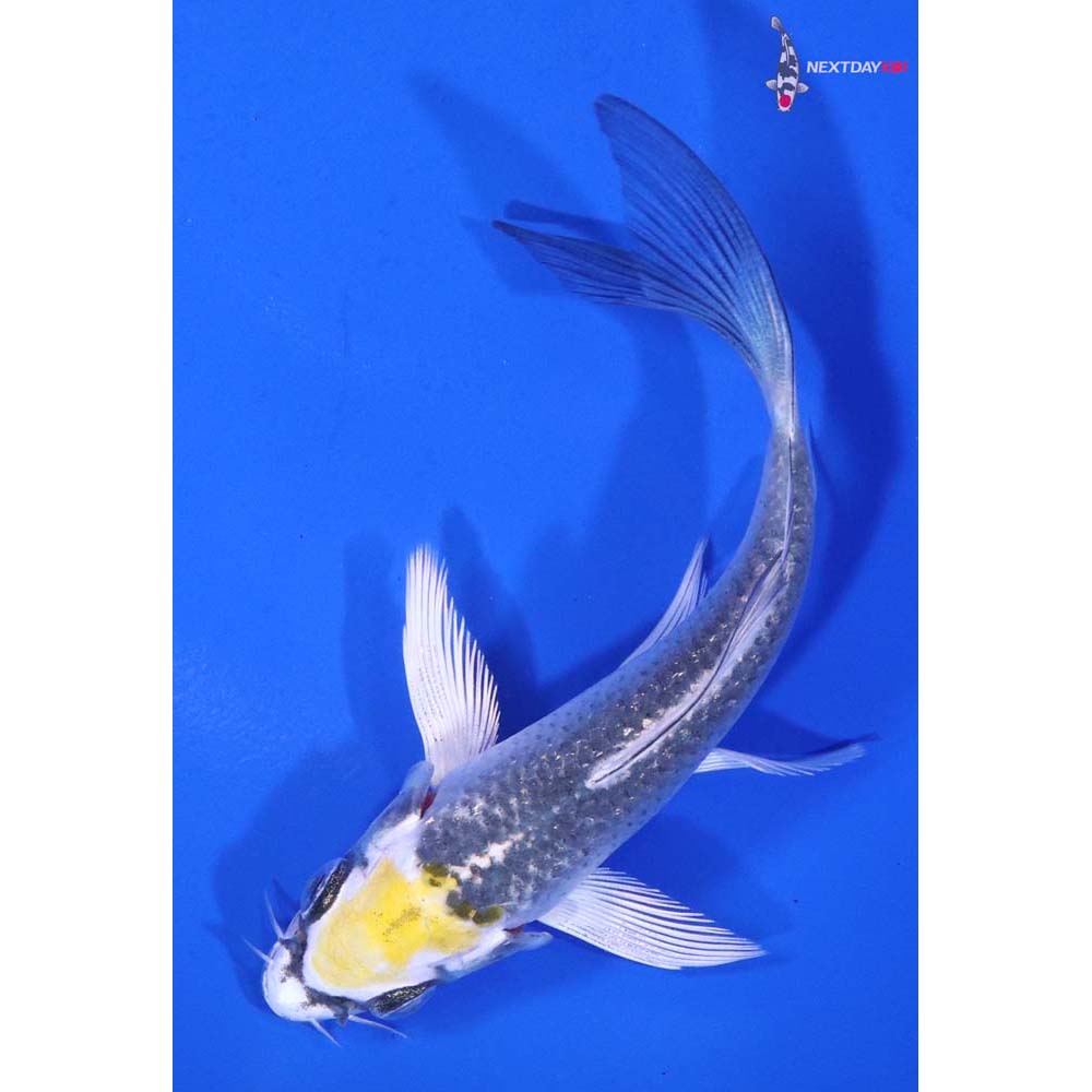 4” Imported Kujaku Butterfly Koi