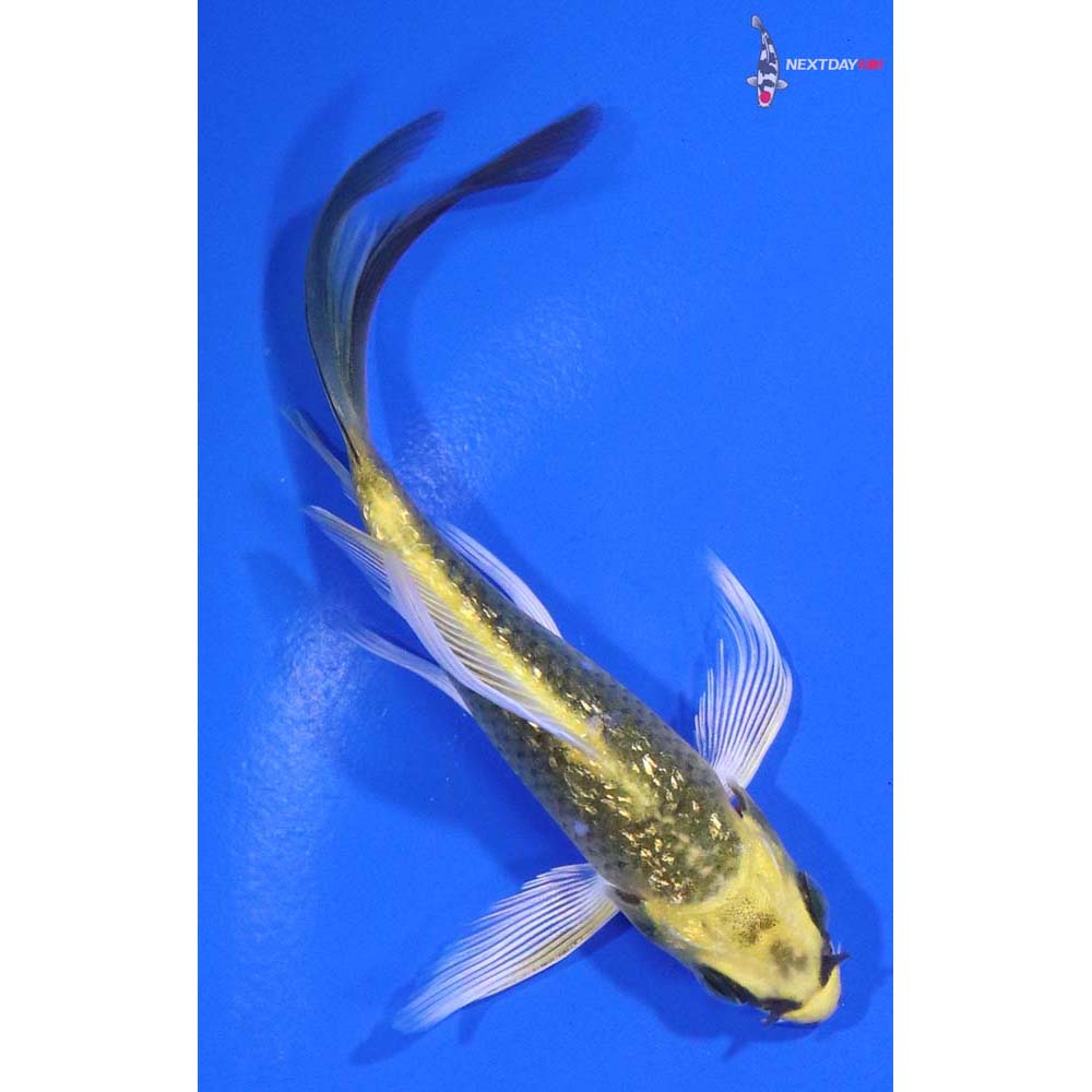 4” Imported Gin Rin Kujaku Butterfly Koi