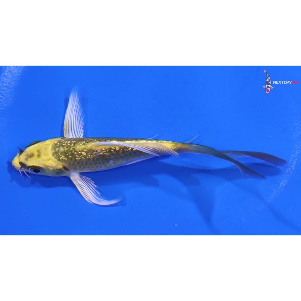 4” Imported Gin Rin Kujaku Butterfly Koi