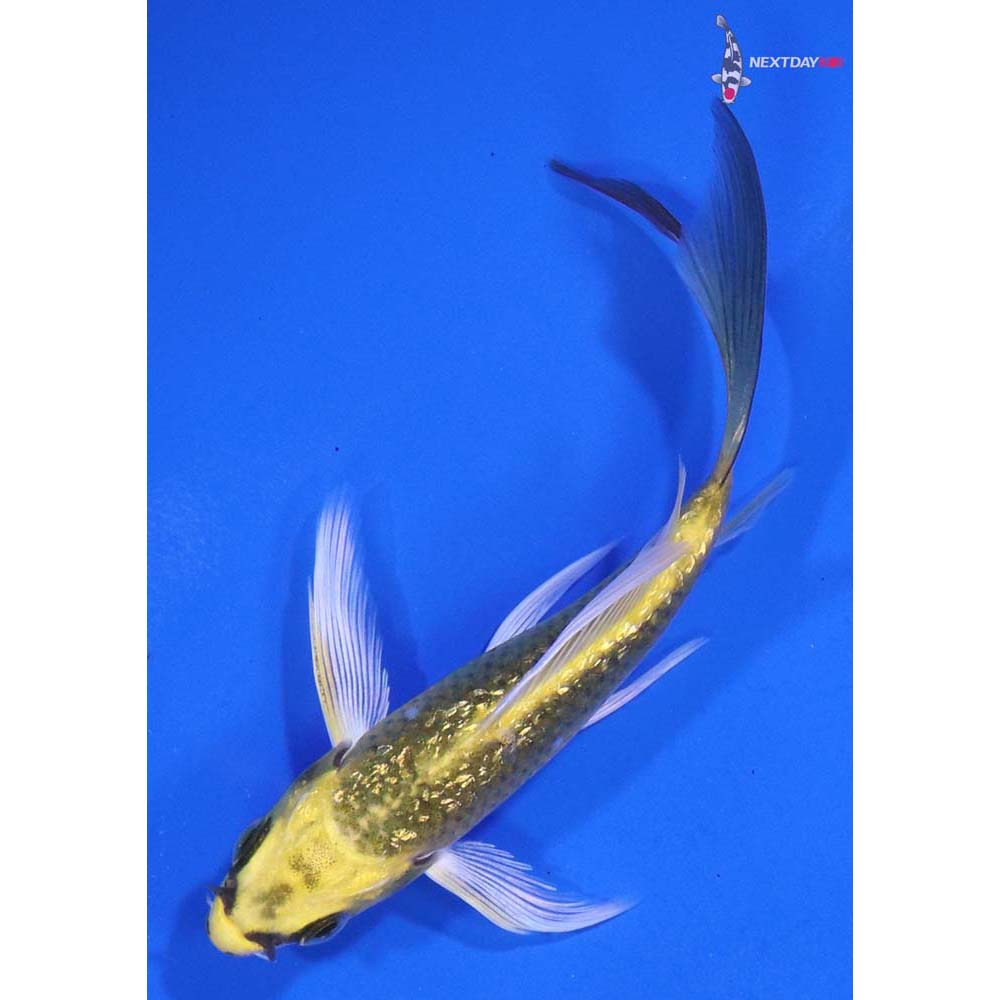 4” Imported Gin Rin Kujaku Butterfly Koi