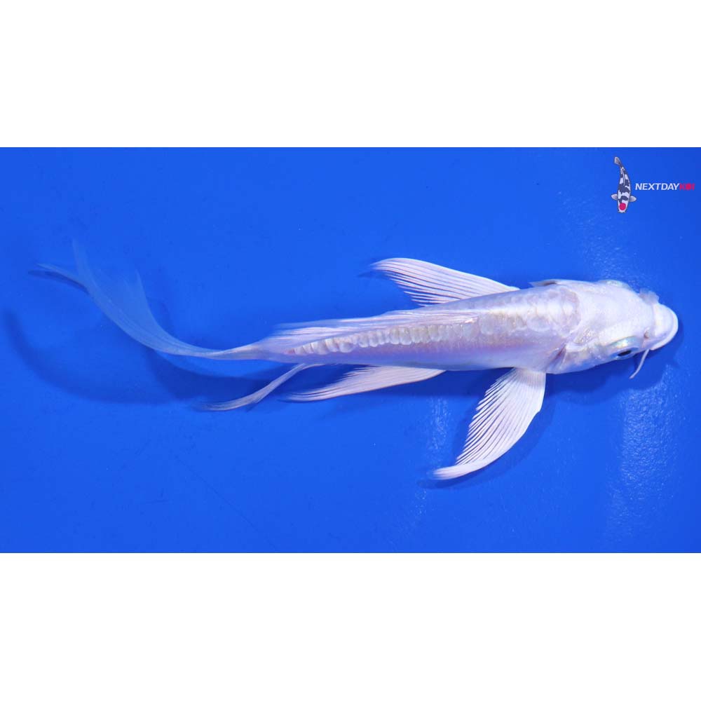 4.5” Imported Doitsu Platinum Ogon Butterfly Koi
