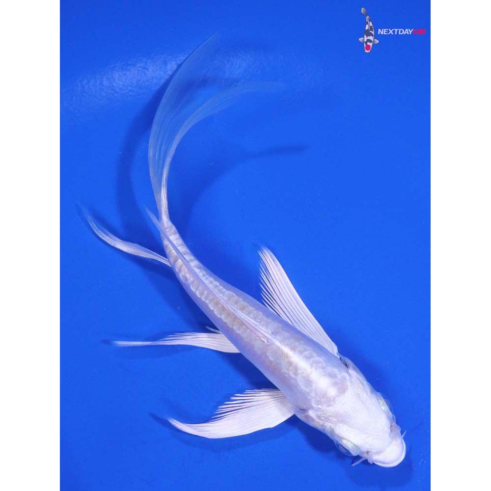 4.5” Imported Doitsu Platinum Ogon Butterfly Koi