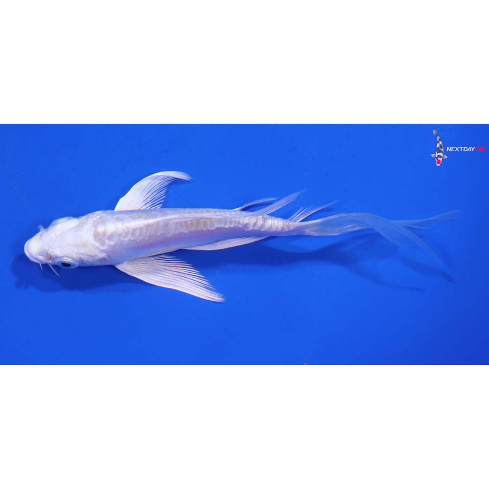 4.5” Imported Doitsu Platinum Ogon Butterfly Koi
