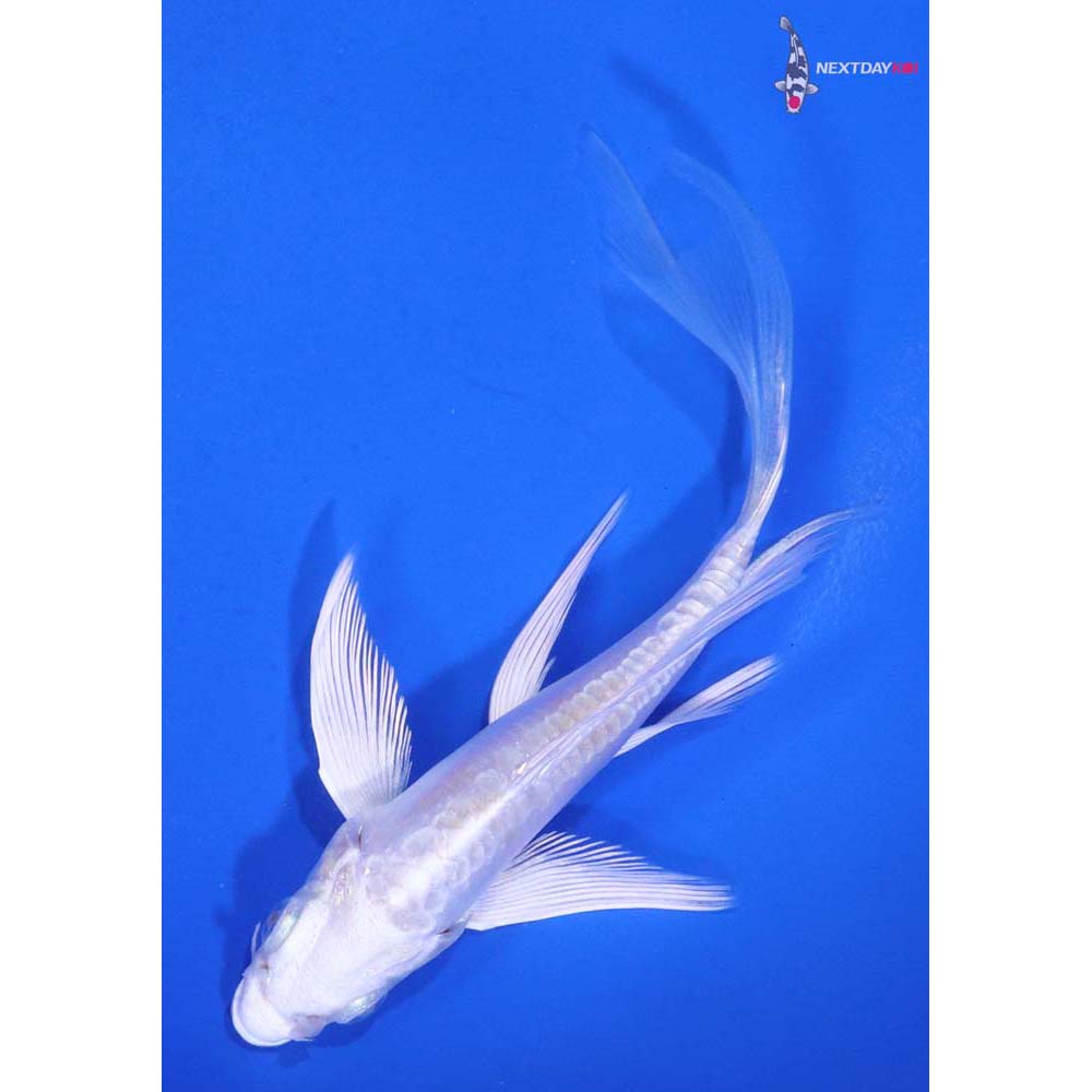 4.5” Imported Doitsu Platinum Ogon Butterfly Koi