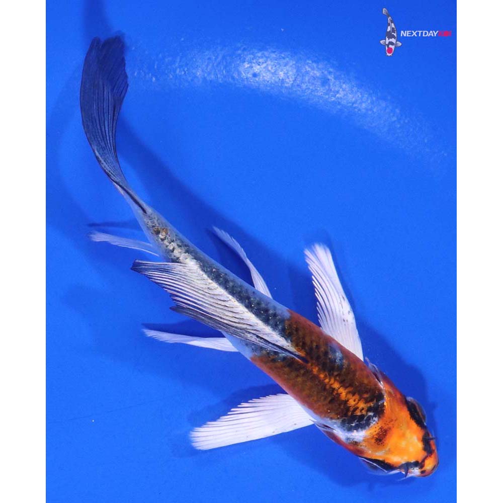 4.5” Imported Kujaku Butterfly Koi