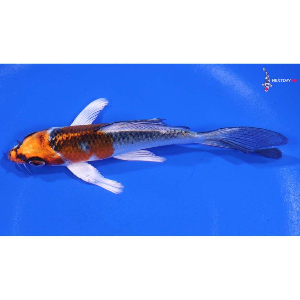 4.5” Imported Kujaku Butterfly Koi