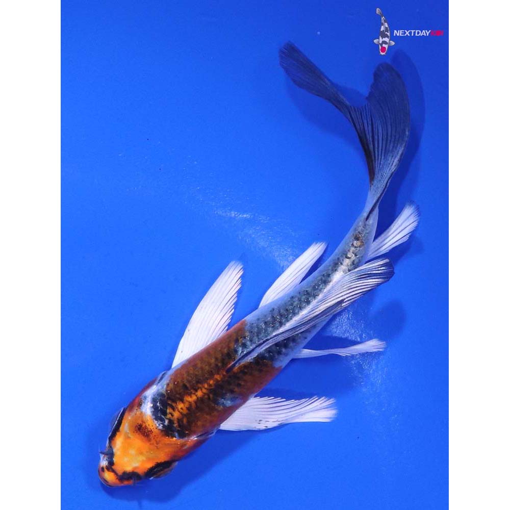 4.5” Imported Kujaku Butterfly Koi