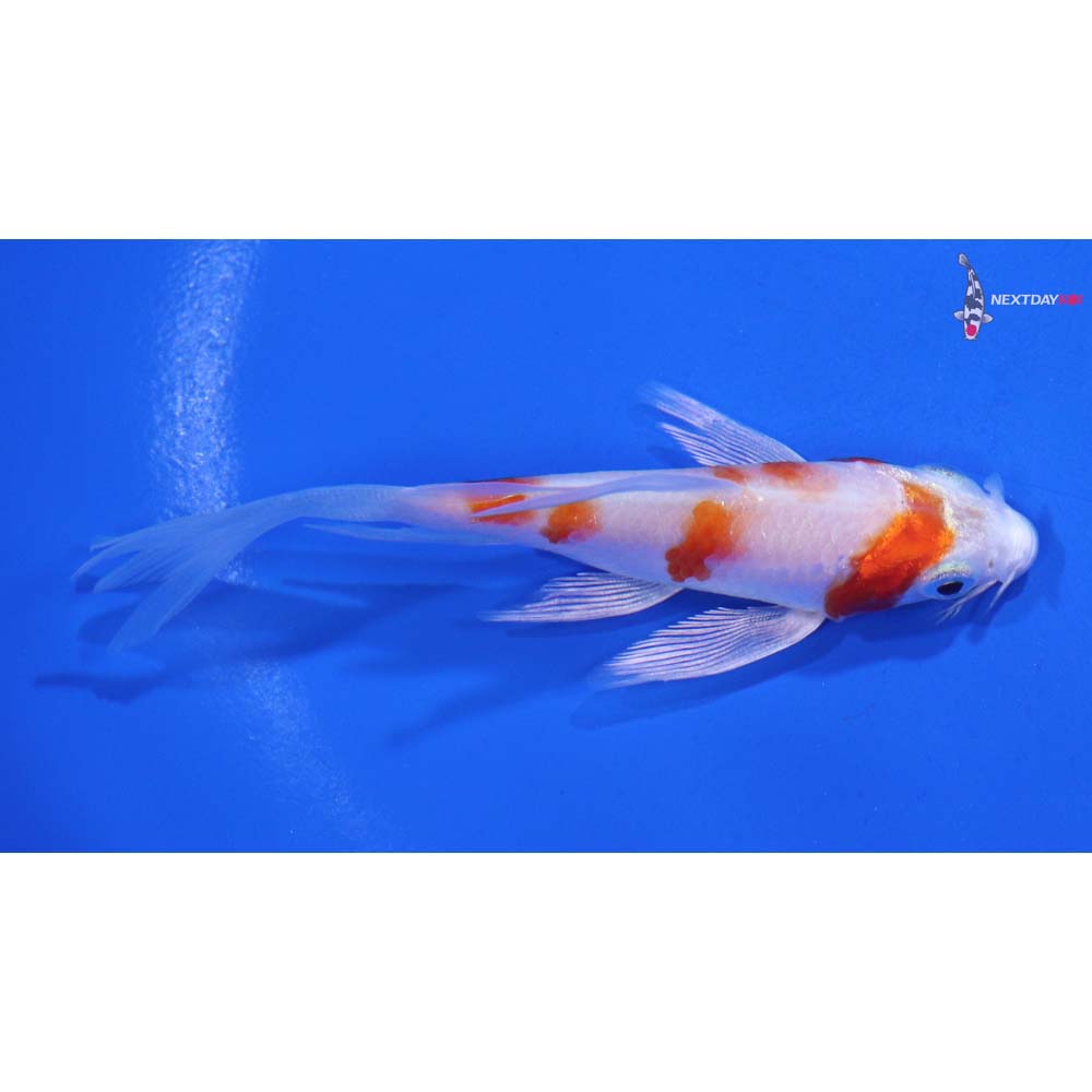 3.5” Imported Hariwake Butterfly Koi