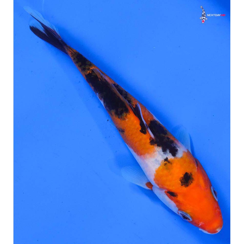 5.5” Imported Sanke