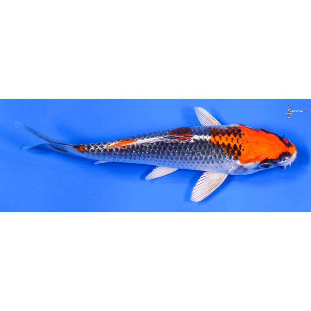 6” Imported Kujaku