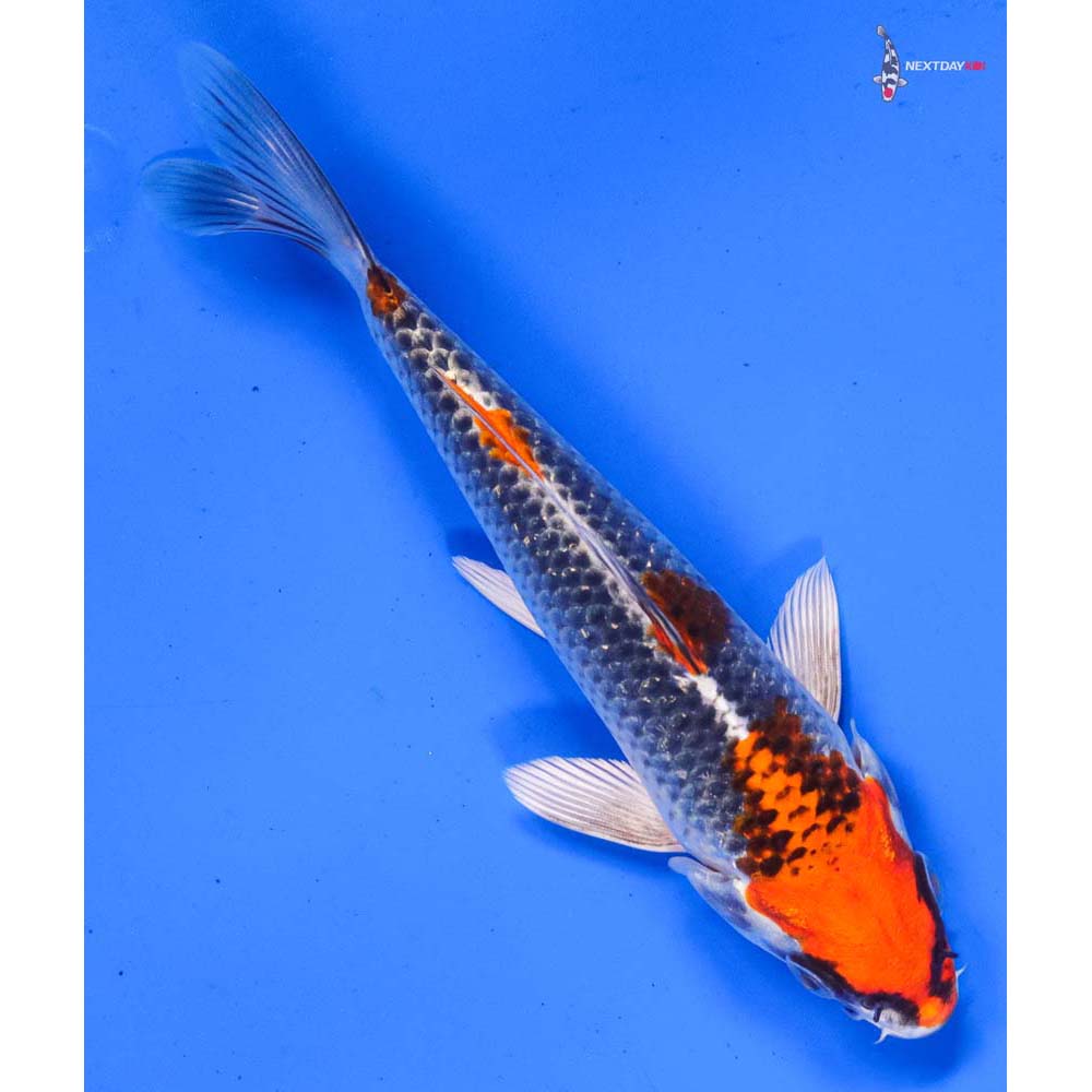 6” Imported Kujaku