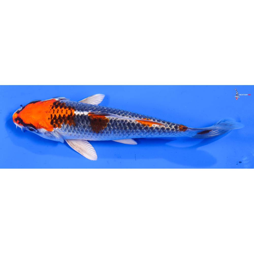 6” Imported Kujaku