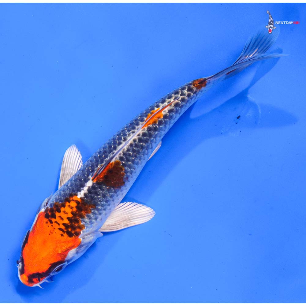 6” Imported Kujaku