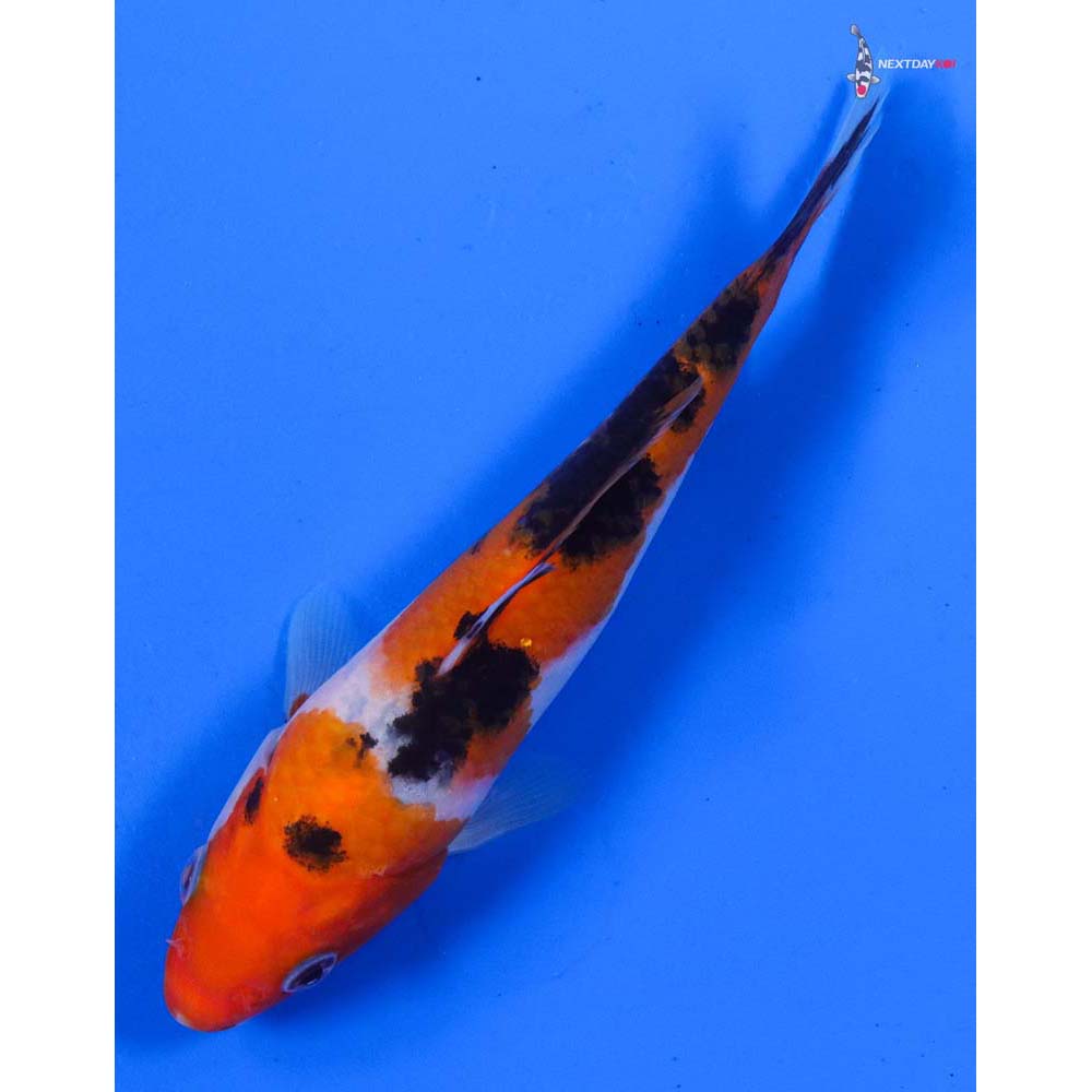 5.5” Imported Sanke