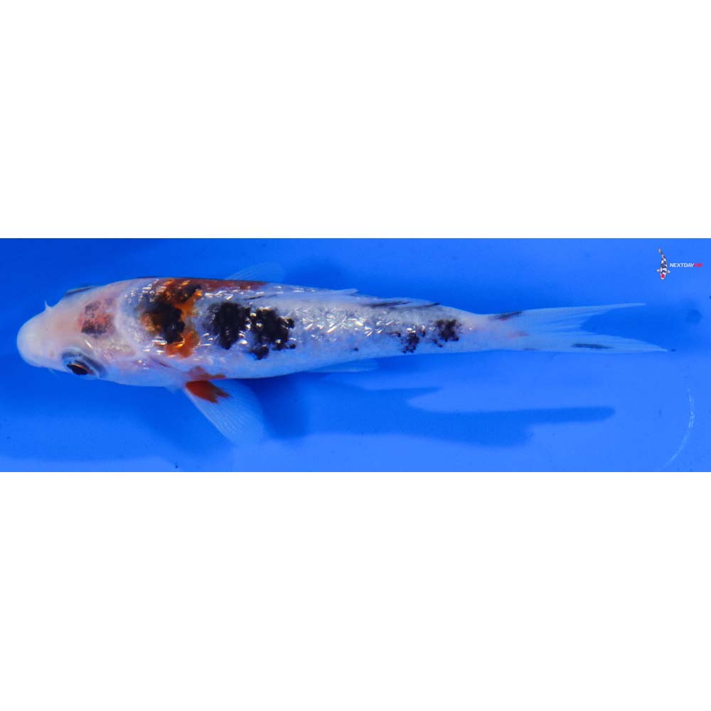 4” Imported Gin Rin Sanke