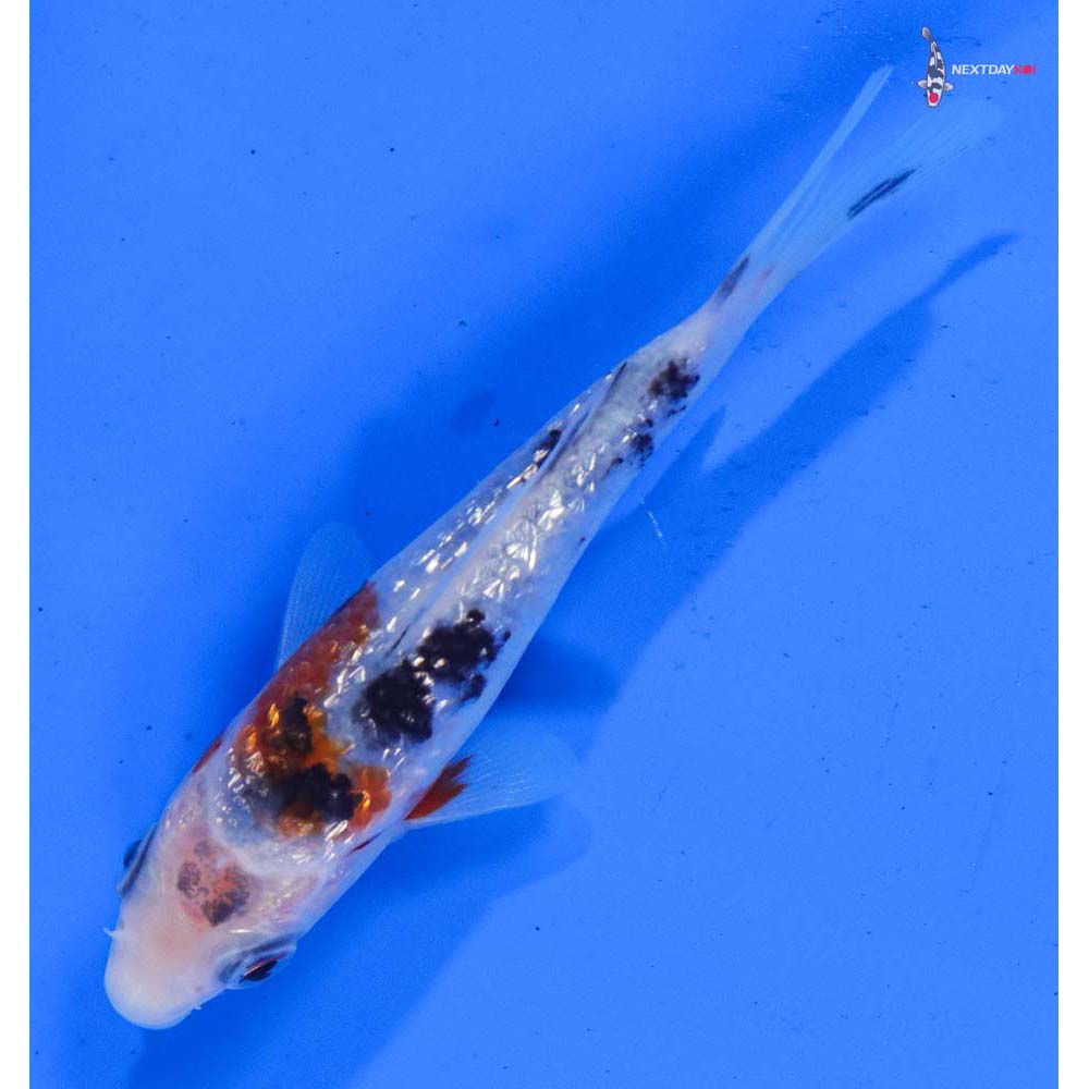 4” Imported Gin Rin Sanke