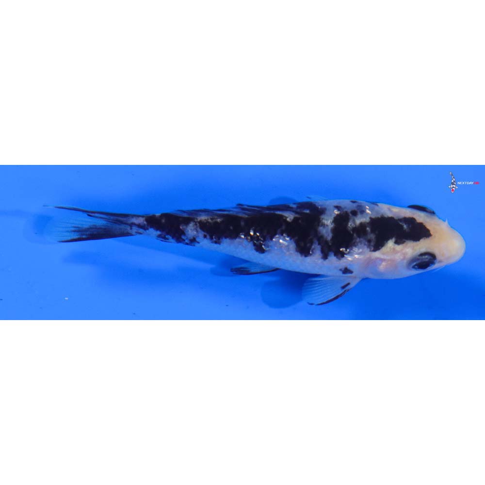 4” Imported Gin Rin Shiro Bekko