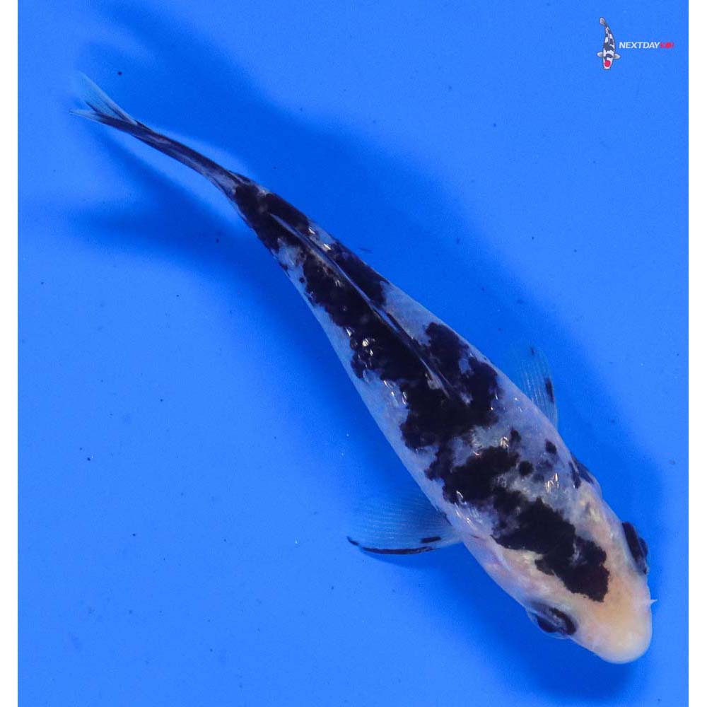 4” Imported Gin Rin Shiro Bekko