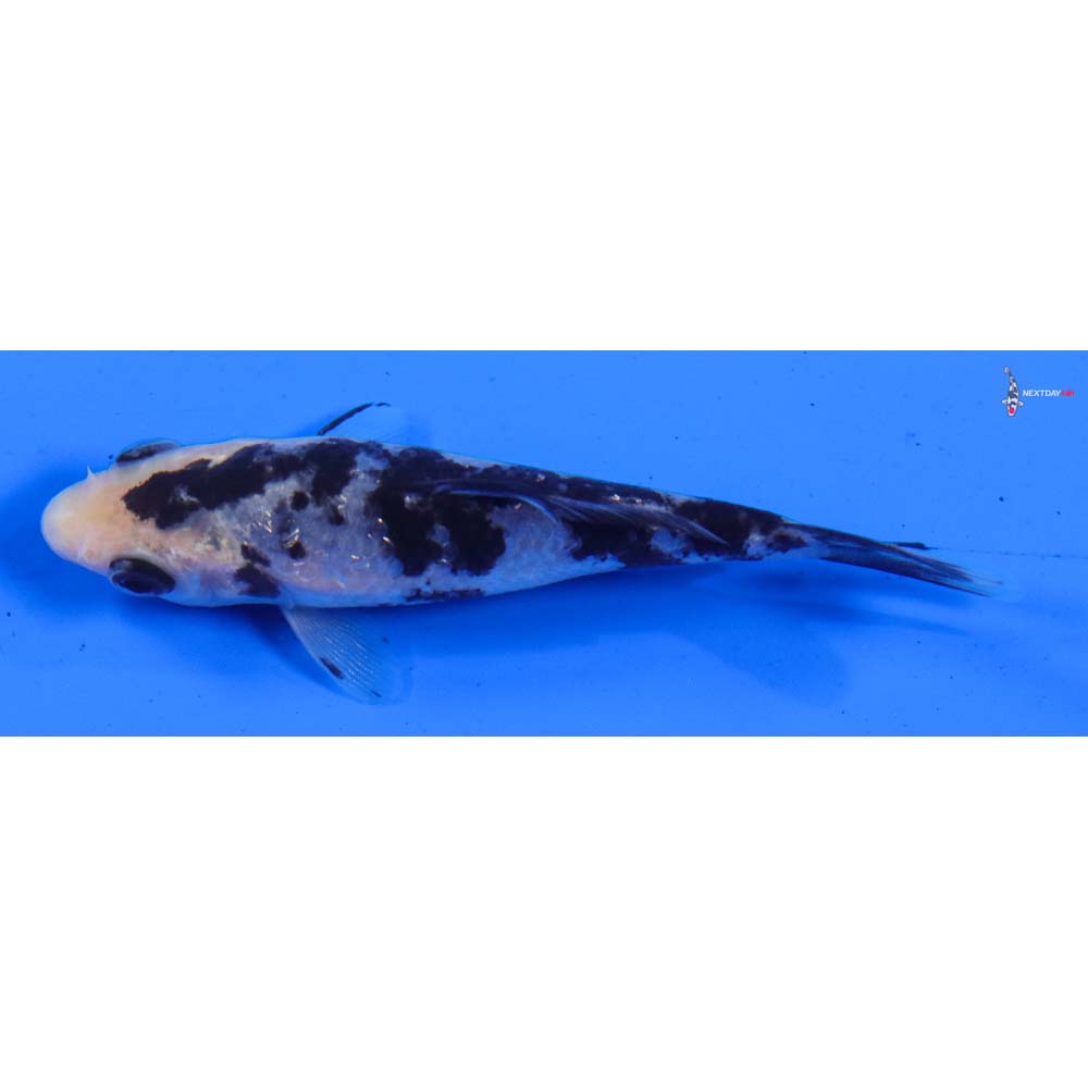 4” Imported Gin Rin Shiro Bekko