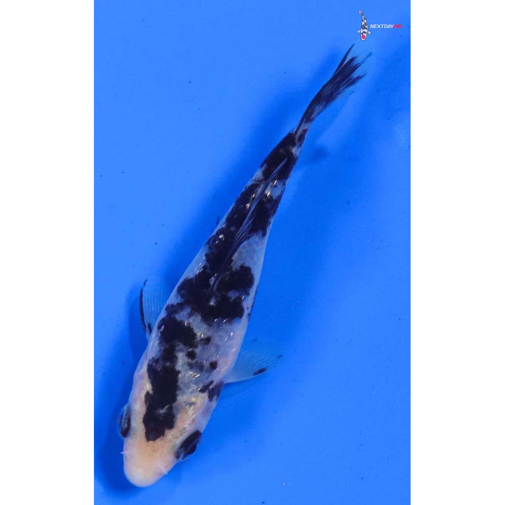 4” Imported Gin Rin Shiro Bekko