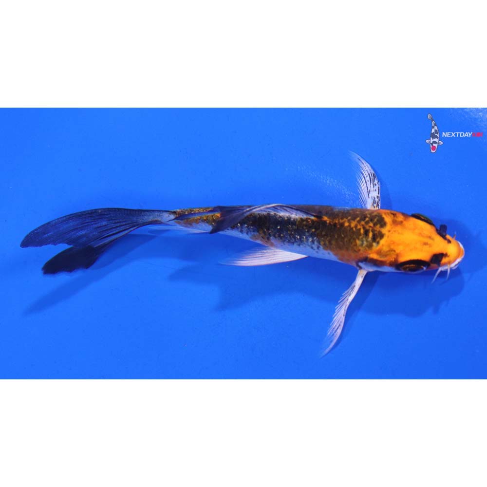 4” Imported Kujaku Butterfly Koi