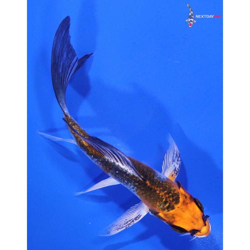 4” Imported Kujaku Butterfly Koi