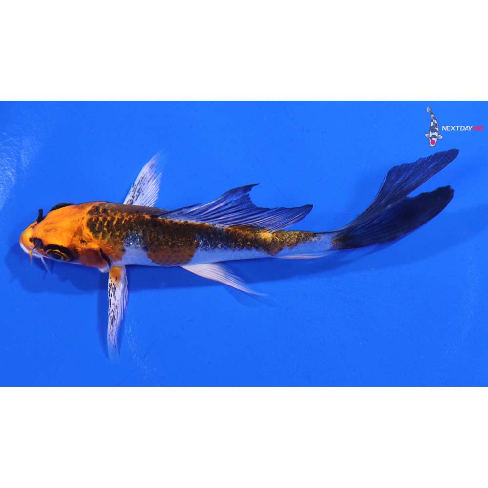 4” Imported Kujaku Butterfly Koi