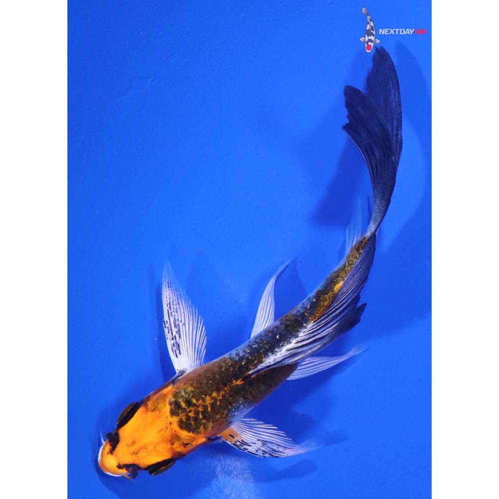 4” Imported Kujaku Butterfly Koi