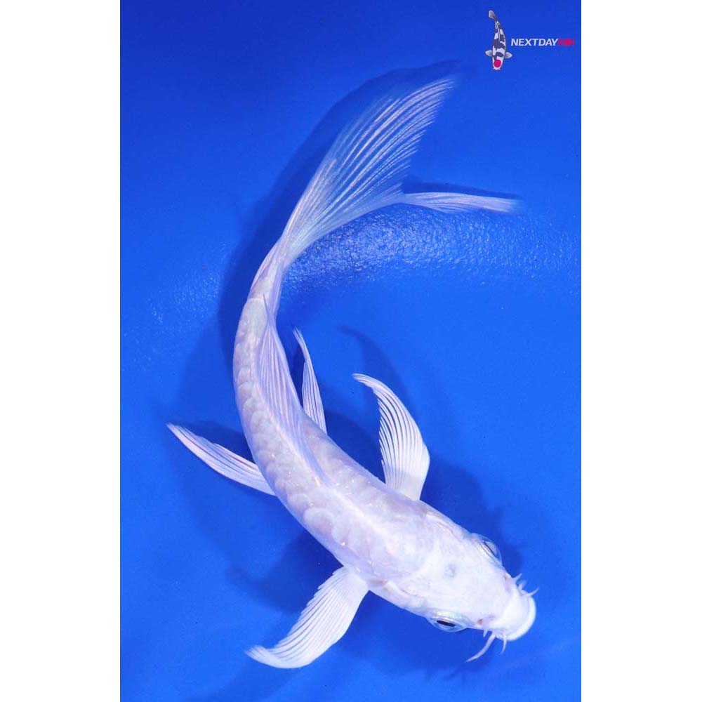 4β Imported Doitsu Platinum Ogon Butterfly Koi