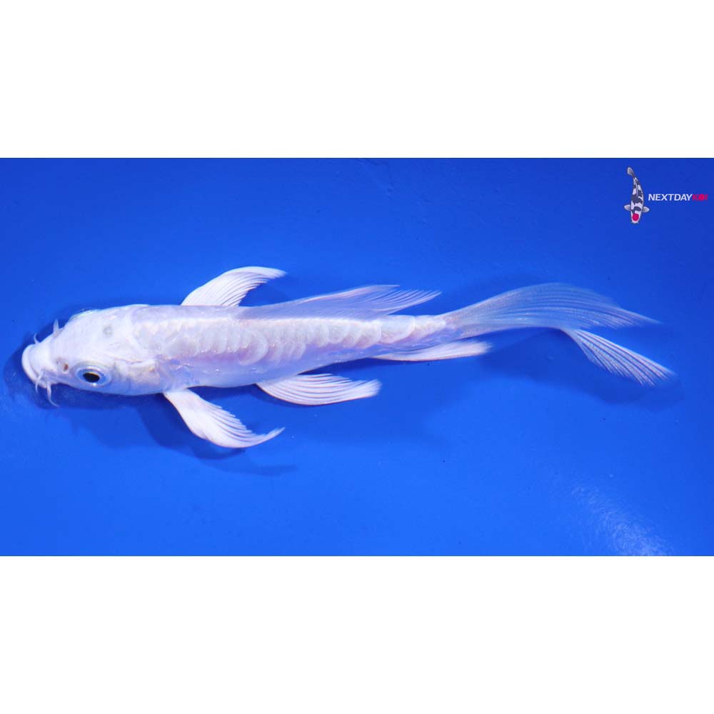 4β Imported Doitsu Platinum Ogon Butterfly Koi