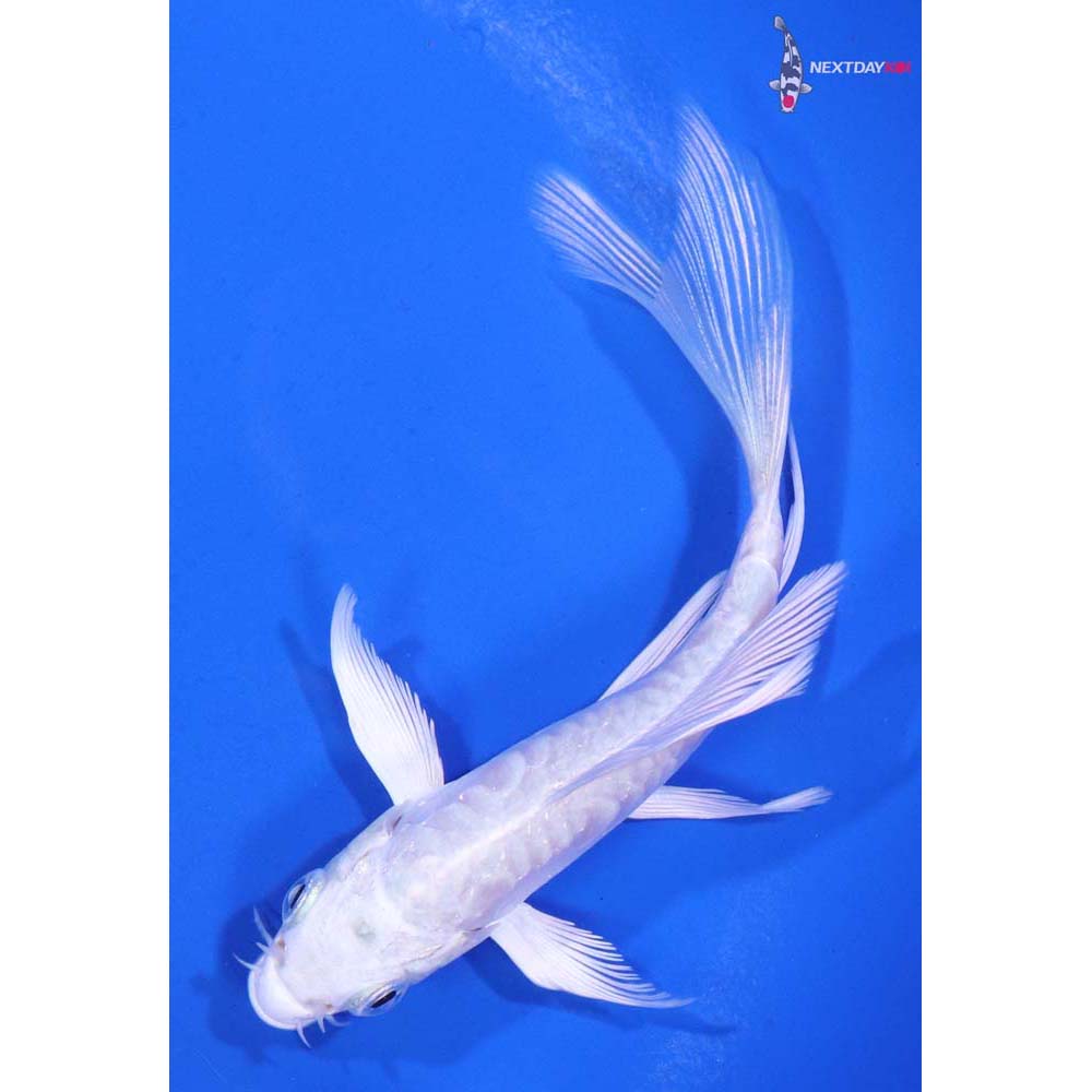 4β Imported Doitsu Platinum Ogon Butterfly Koi