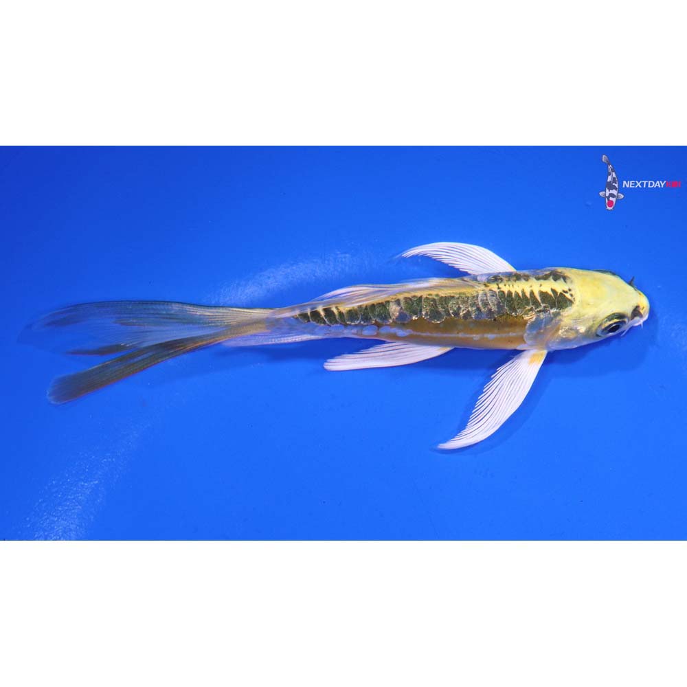 4.5” Imported Gin Rin Doitsu Kujaku Butterfly Koi