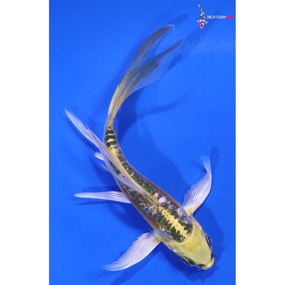 4.5” Imported Gin Rin Doitsu Kujaku Butterfly Koi