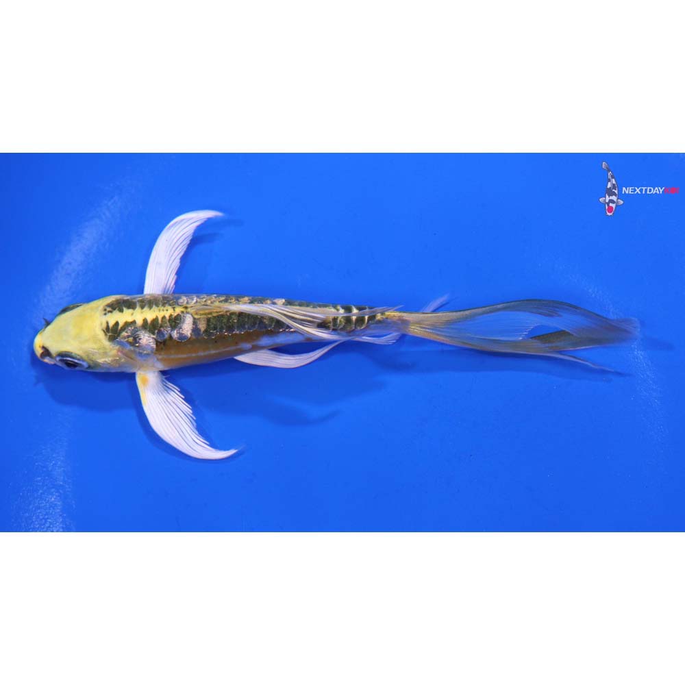 4.5” Imported Gin Rin Doitsu Kujaku Butterfly Koi