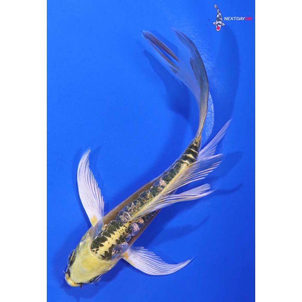 4.5” Imported Gin Rin Doitsu Kujaku Butterfly Koi
