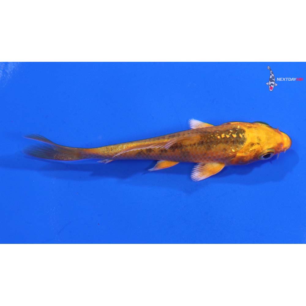 3“ Imported Orenji Matsuba