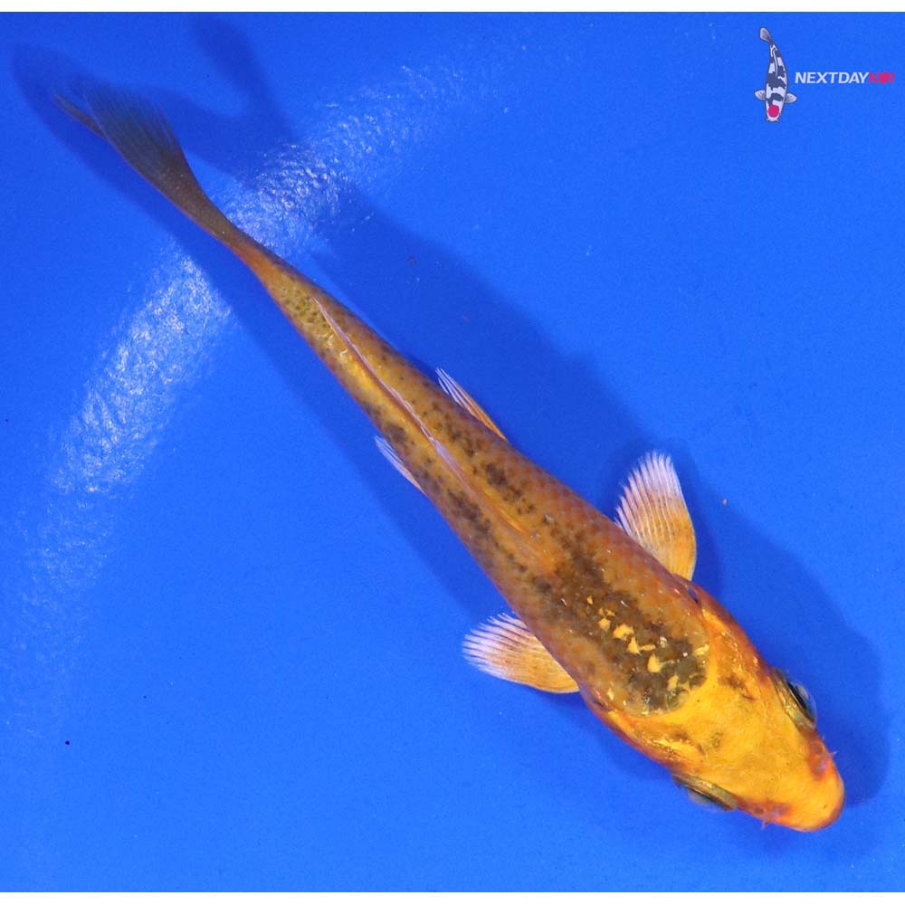 3“ Imported Orenji Matsuba