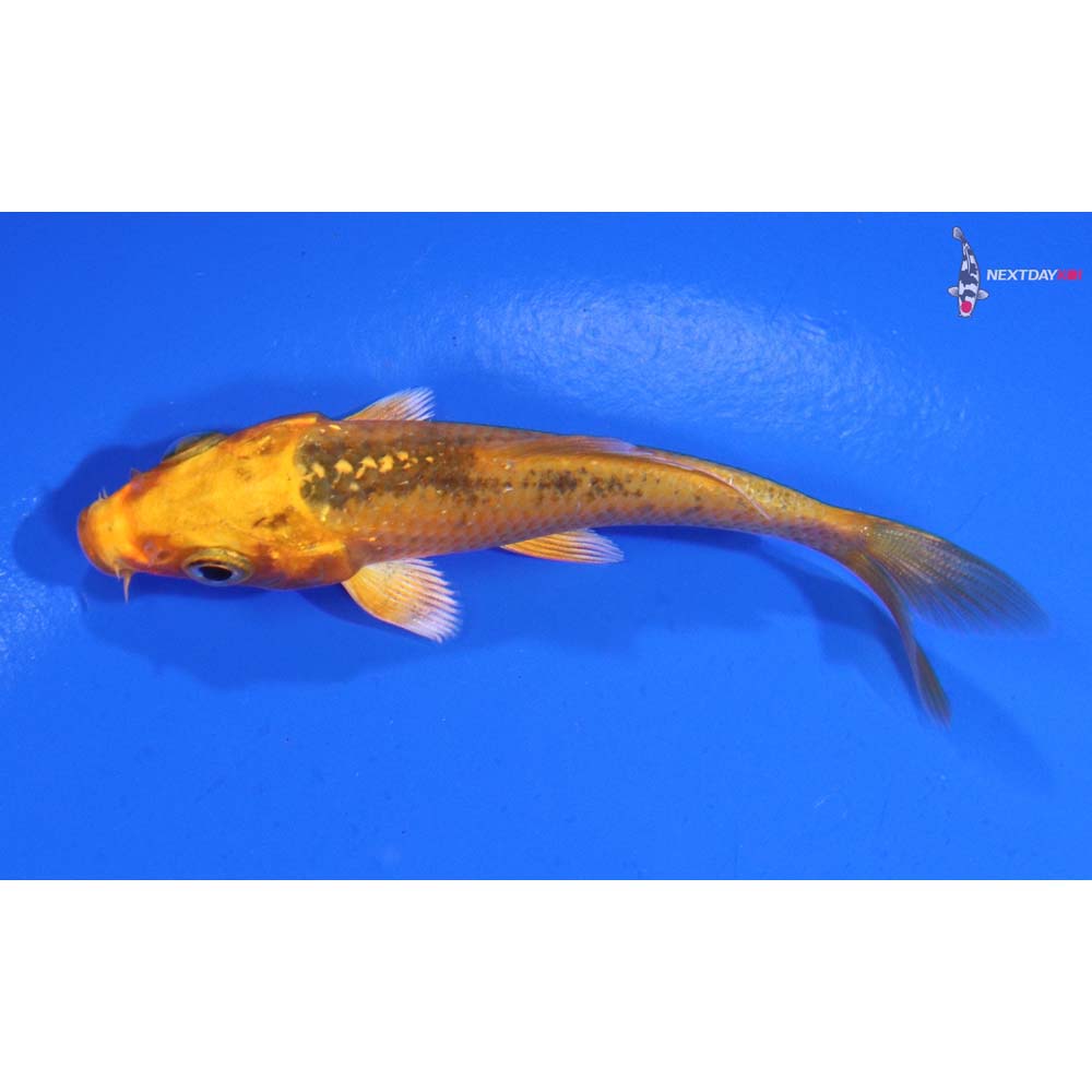 3“ Imported Orenji Matsuba