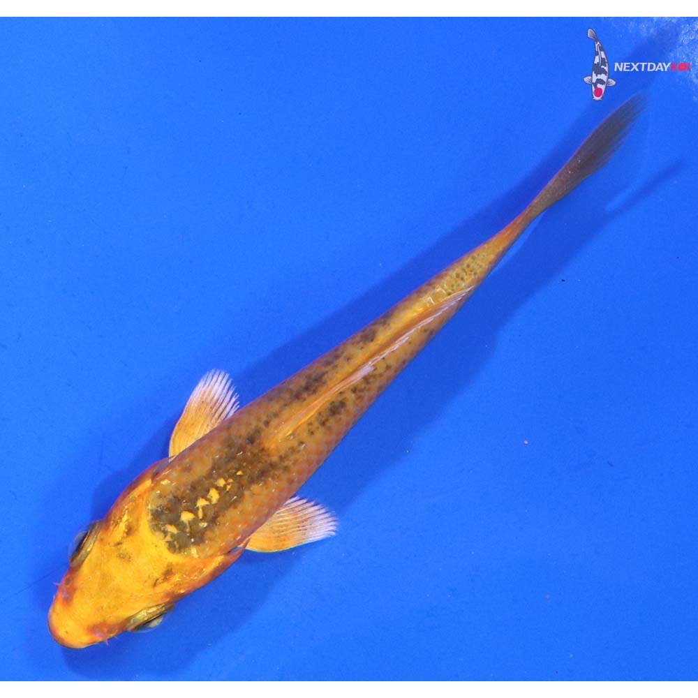 3“ Imported Orenji Matsuba