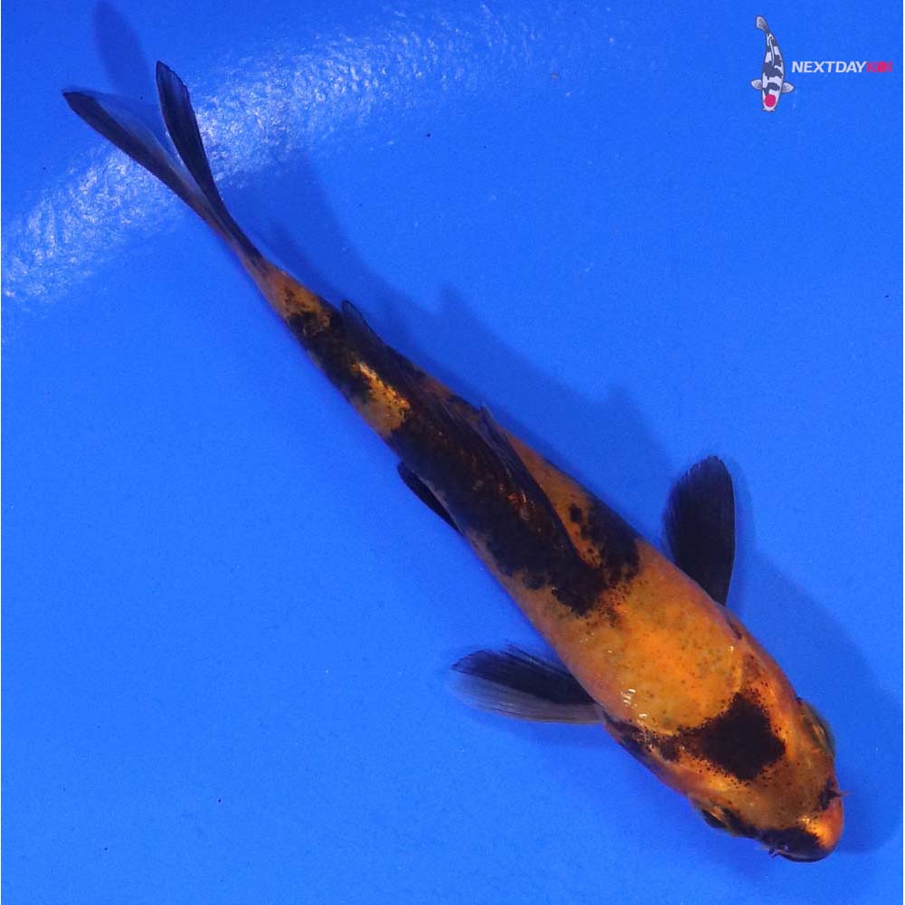 3” Imported Hi Utsuri