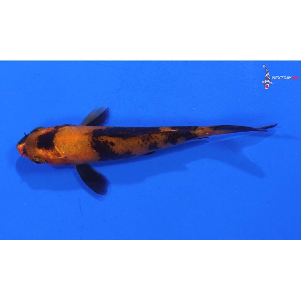 3” Imported Hi Utsuri