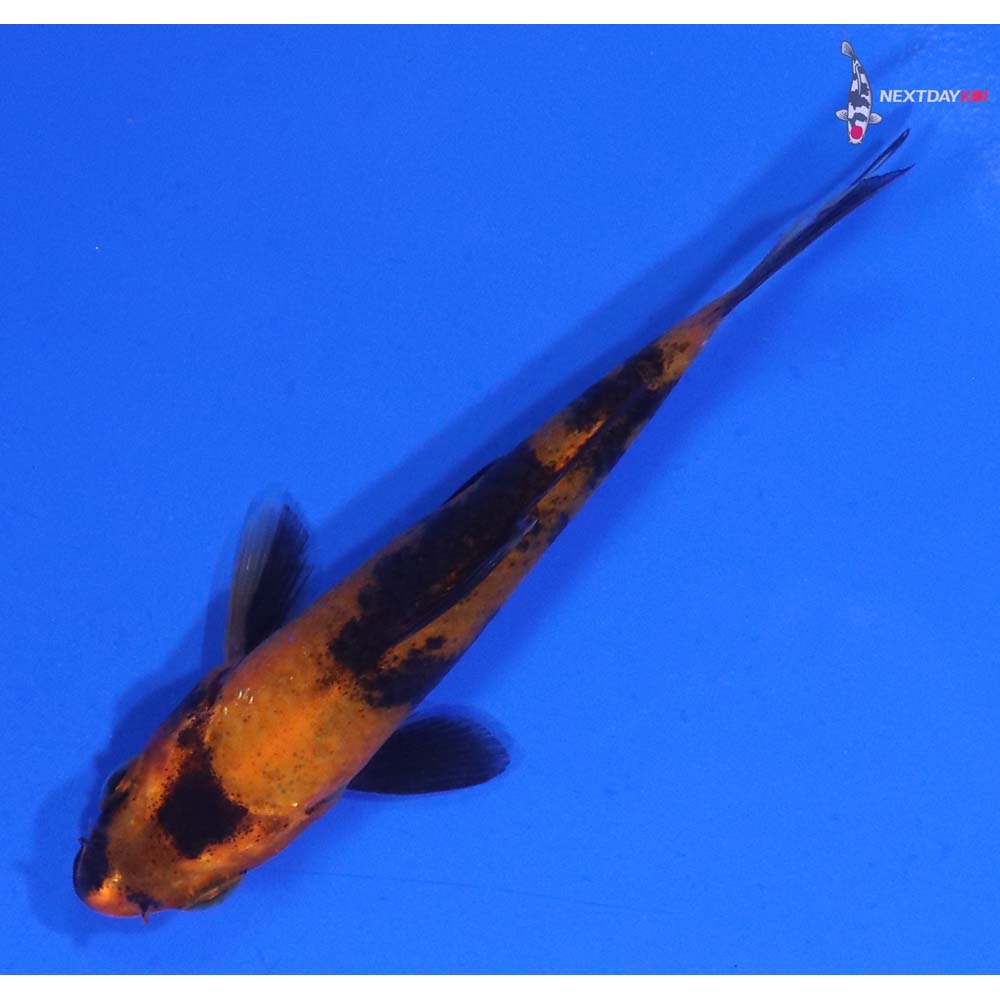 3” Imported Hi Utsuri