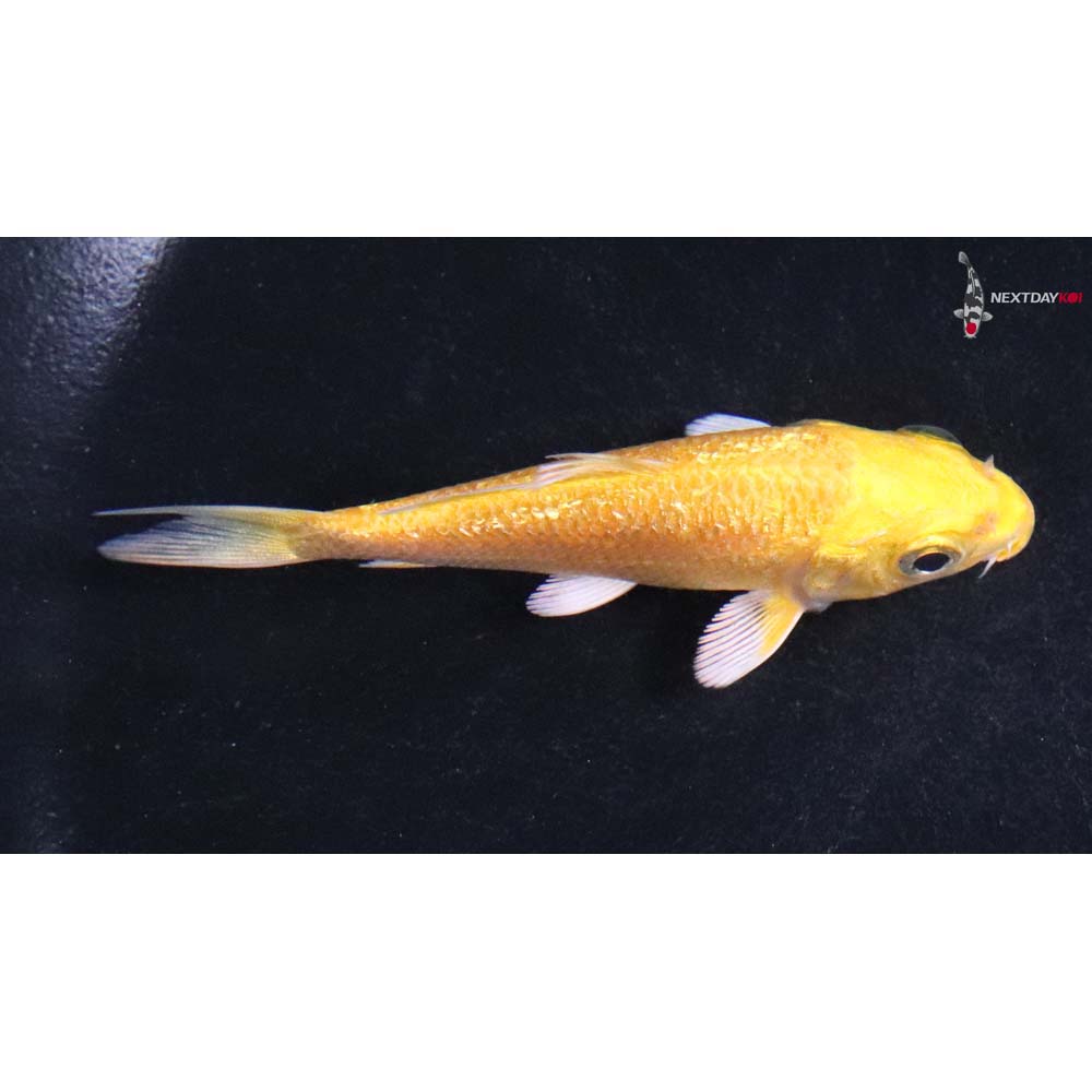 3” Imported Gin Rin Yamabuki Ogon