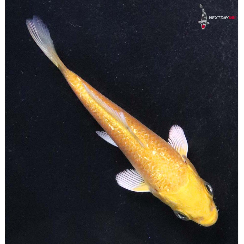 3” Imported Gin Rin Yamabuki Ogon